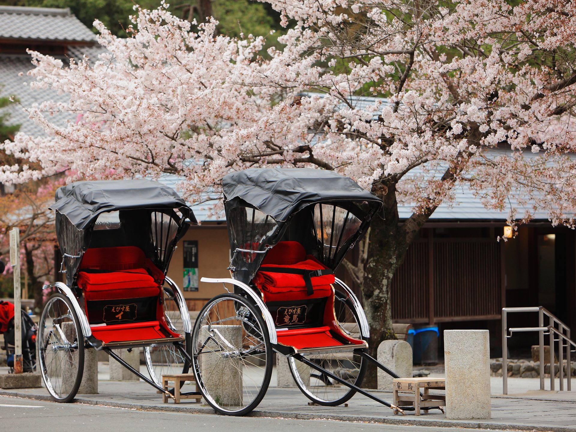 Japan ricksha with cherry blossoms tree